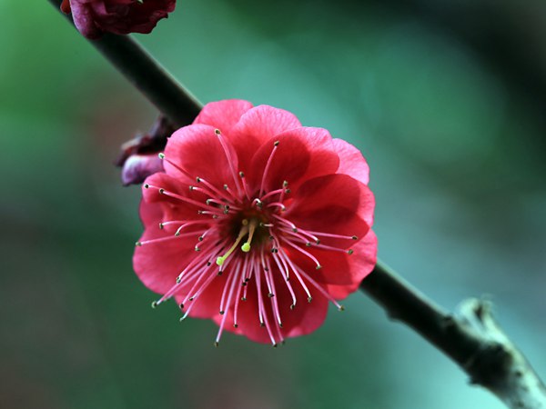 紅梅花一般什么時(shí)候開花？