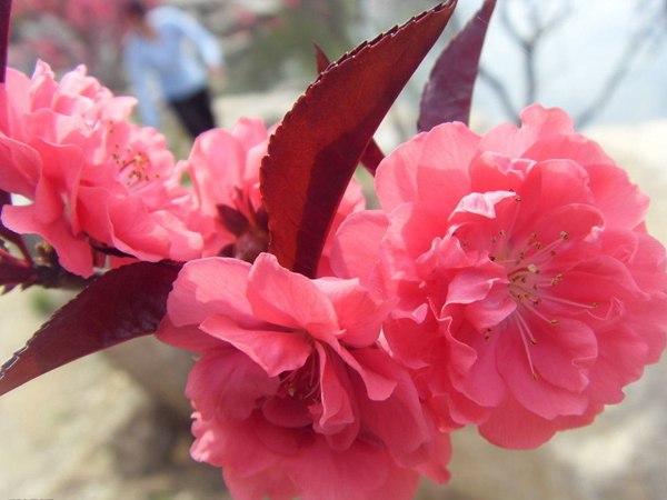 紅葉碧桃花期有多長(zhǎng)，幾月份開花？