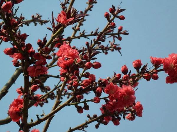 紅葉碧桃花期有多長(zhǎng)，幾月份開花？