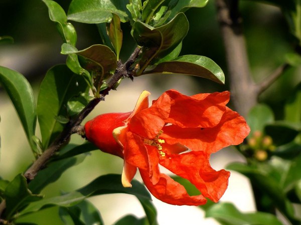 花石榴的花期、果期是什么時(shí)候