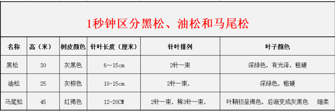 1秒鐘區(qū)分黑松、油松和馬尾松