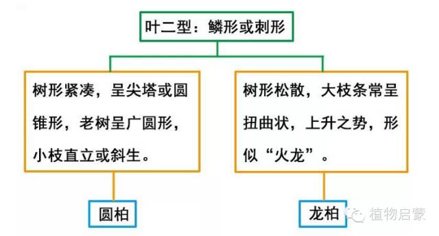 圓柏、刺柏、側(cè)柏、柏木以及龍柏的簡易識別法