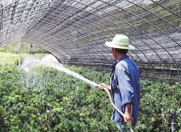 綠化苗木起苗出圃都有哪些注意事項？