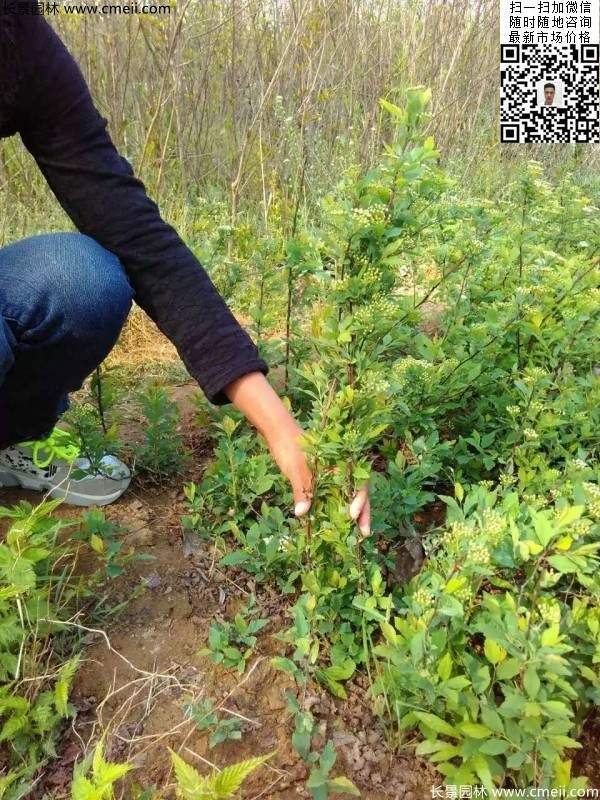 珍珠繡線菊基地圖片