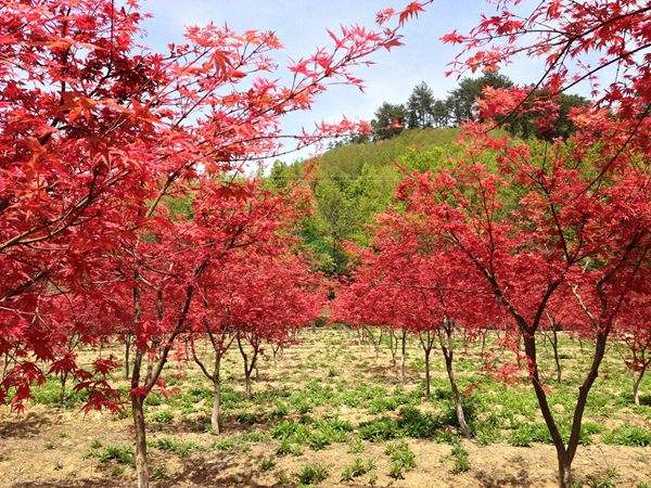 “顏值爆表”的日本紅楓，不是想看就能看！