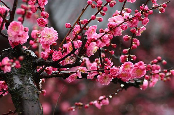 梅花的品種