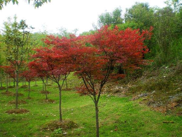 紅楓樹苗基地實拍圖片