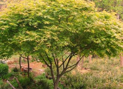 紅楓樹苗基地實拍圖片