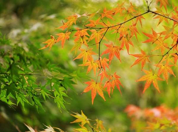 秋季園林中的紅楓