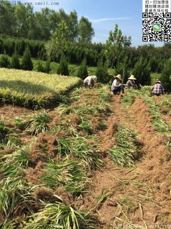 金邊闊葉麥冬基地