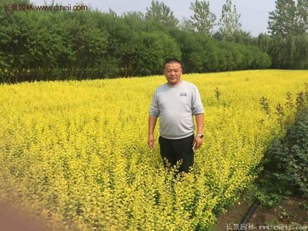 沭陽的金葉女貞基地