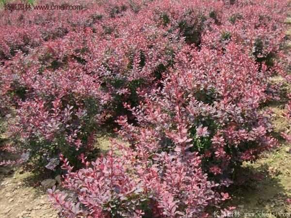 沭陽(yáng)的紅葉小檗基地