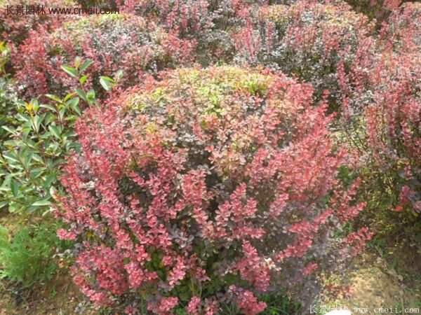 沭陽(yáng)基地的紅葉小檗苗、紅葉小檗球