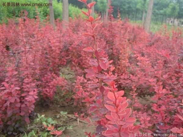 沭陽(yáng)基地的紅葉小檗苗、紅葉小檗球