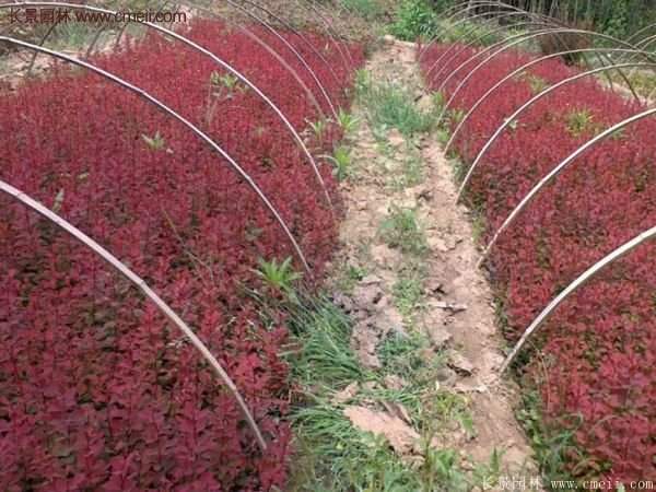 沭陽(yáng)基地的紅葉小檗苗、紅葉小檗球