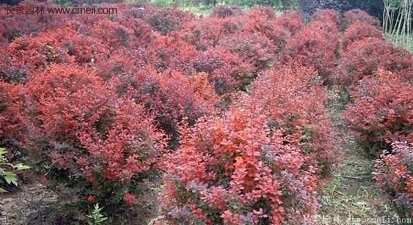 沭陽(yáng)基地的紅葉小檗苗、紅葉小檗球