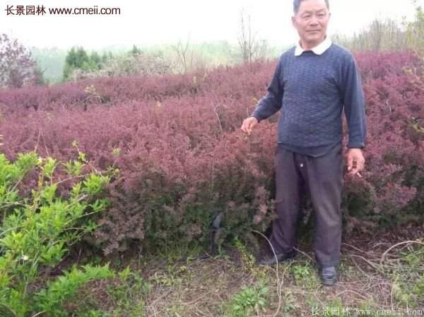 沭陽(yáng)基地的紅葉小檗球