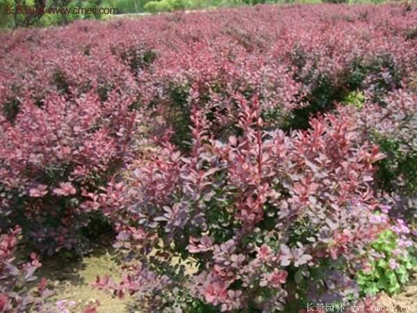 沭陽(yáng)基地的紅葉小檗球