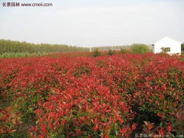 沭陽紅葉石楠基地