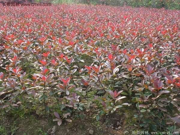 沭陽紅葉石楠基地小苗