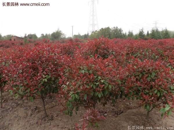 沭陽紅葉石楠基地