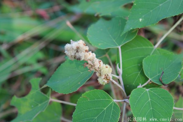 烏桕樹圖片烏桕樹基地實(shí)拍