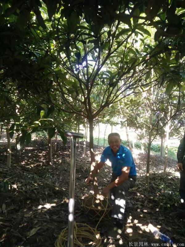 枇杷樹圖片枇杷樹基地實拍