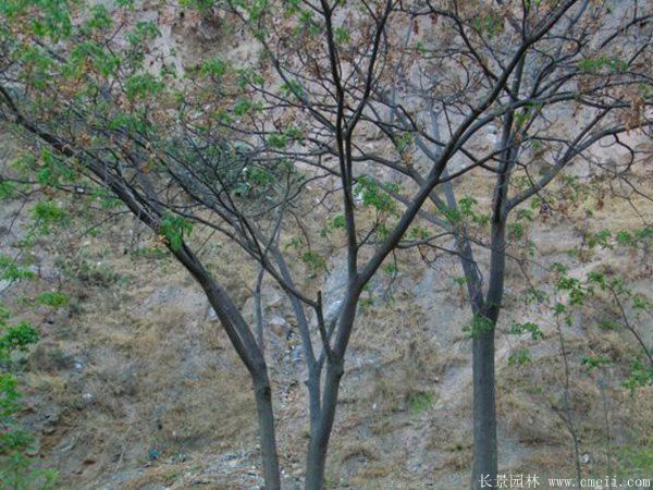 合歡樹圖片合歡樹基地實拍