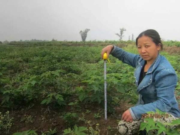 茍樹(shù)圖片茍樹(shù)基地實(shí)拍