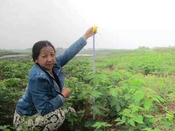 茍樹(shù)圖片茍樹(shù)基地實(shí)拍