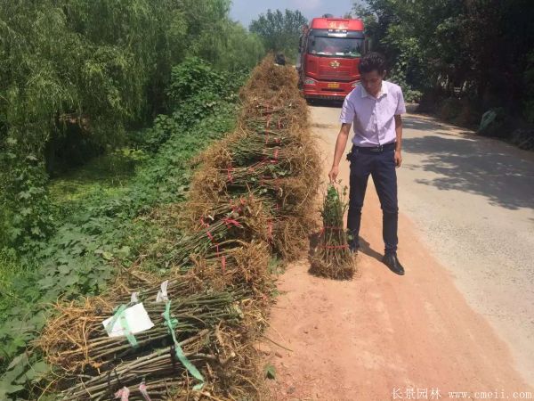 茍樹(shù)圖片茍樹(shù)基地實(shí)拍