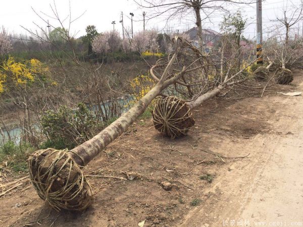 茍樹(shù)圖片茍樹(shù)基地實(shí)拍