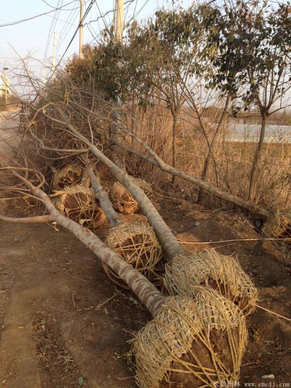 茍樹(shù)圖片茍樹(shù)基地實(shí)拍