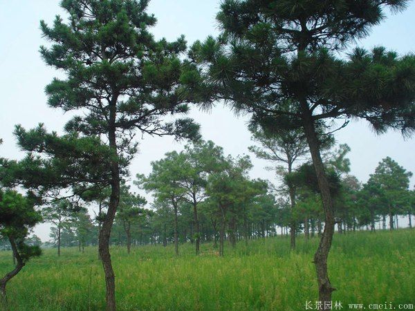 黑松圖片黑松基地實(shí)拍