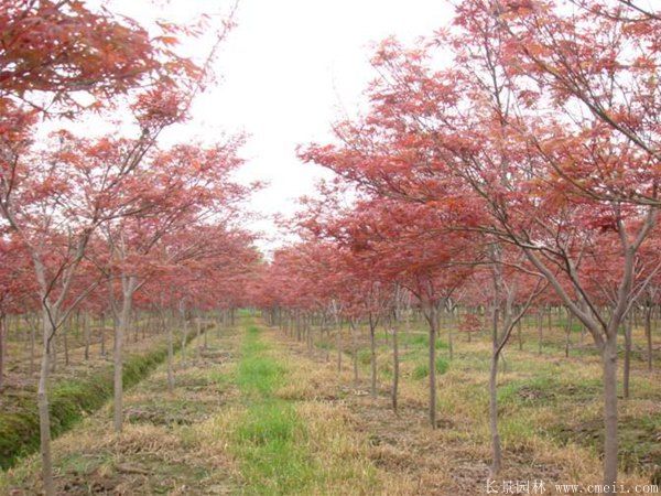 紅楓圖片基地實拍