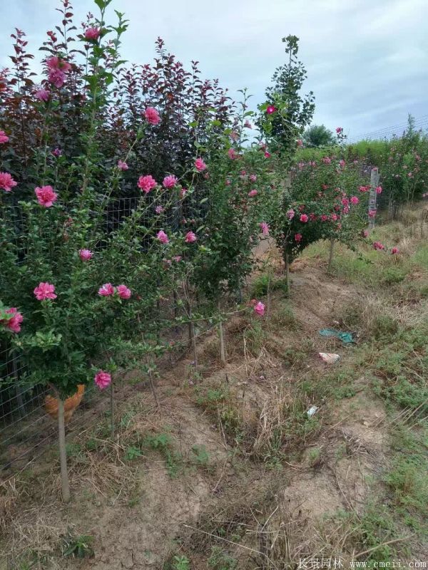 重瓣大花木槿樹圖片基地實拍