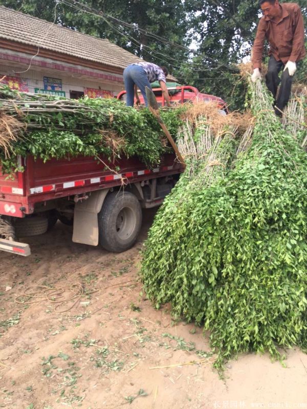 大花木槿小苗圖片基地實(shí)拍