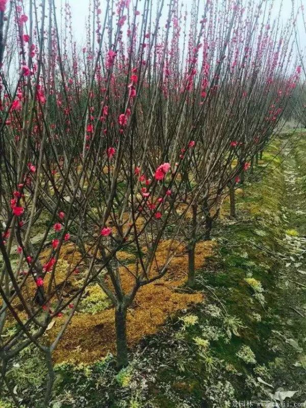 紅梅樹紅梅花圖片基地實拍