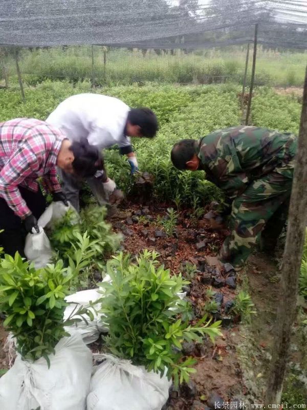 毛鵑圖片基地實拍