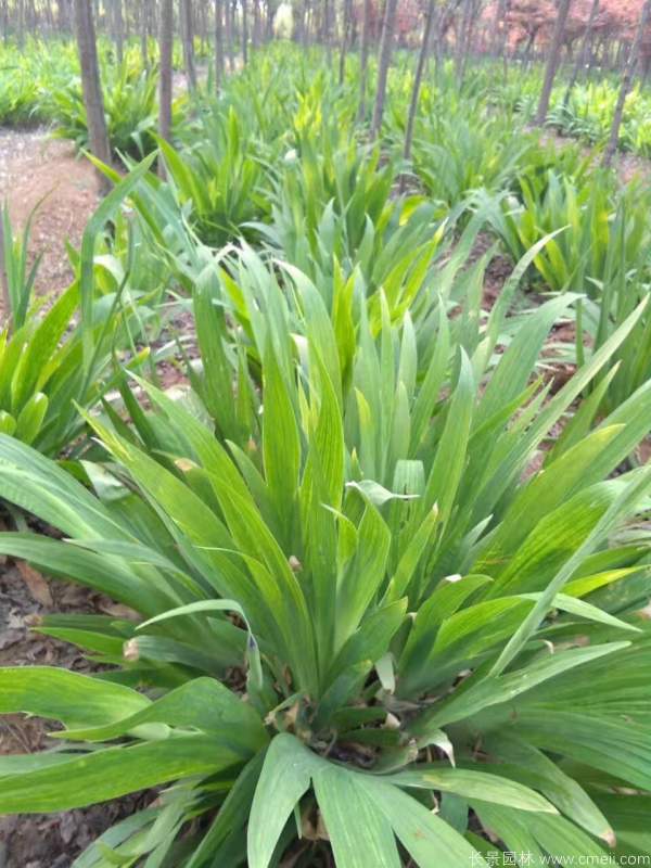 鳶尾花圖片基地實(shí)拍