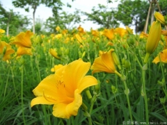 黃花萱草