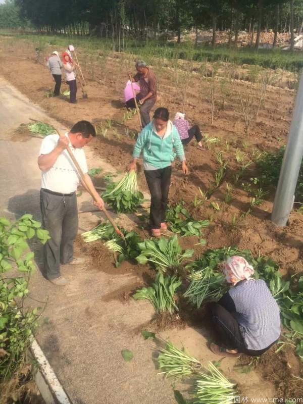 玉簪花圖片基地實拍