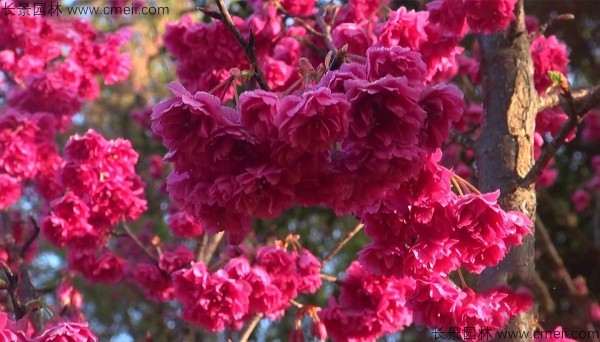 櫻花種子出苗發(fā)芽圖片