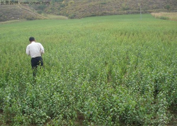 杏樹(shù)種子發(fā)芽出苗圖片