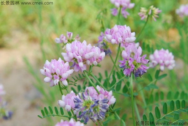 小冠花種子發(fā)芽出苗開(kāi)花圖片