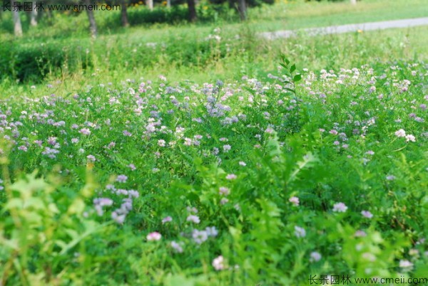 小冠花種子發(fā)芽出苗開(kāi)花圖片