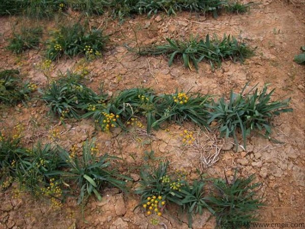 柴胡種子發(fā)芽出苗開花圖片