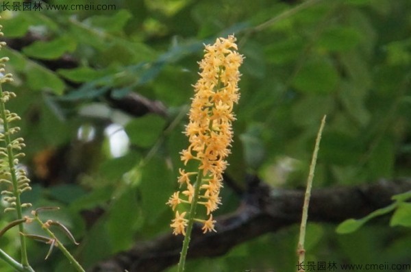 紅豆樹開花圖片