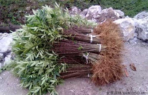 花椒種子發(fā)芽出苗圖片