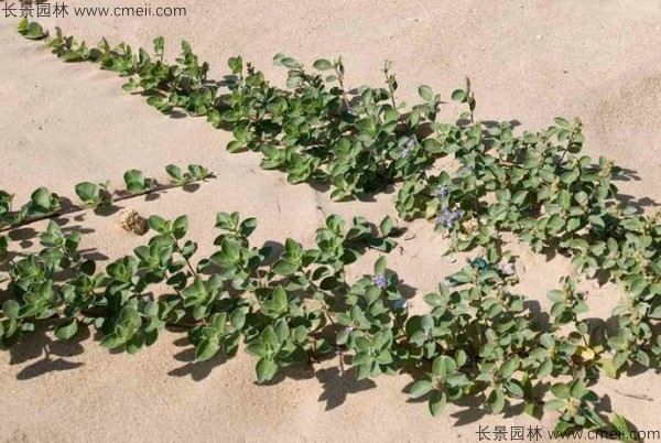 蔓荊子植物圖片